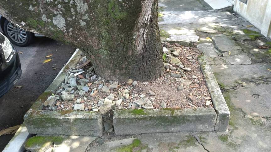 População macapaense sofre com prejuízos materiais devido ao desleixo da Prefeitura no cuidado com as mangueiras